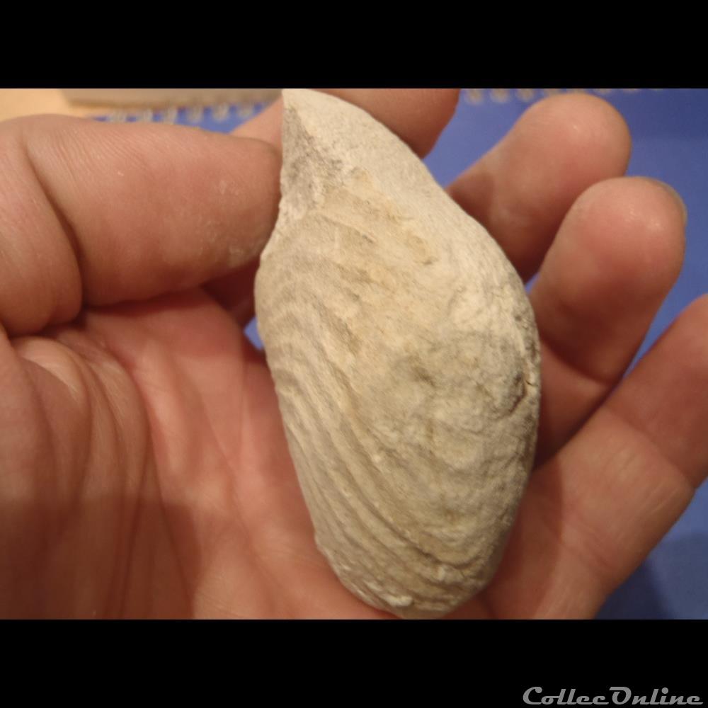 coquillage fossile invertebre cymatoceras