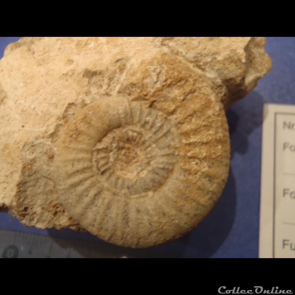 coquillage fossile homoeoplanulites difficilis