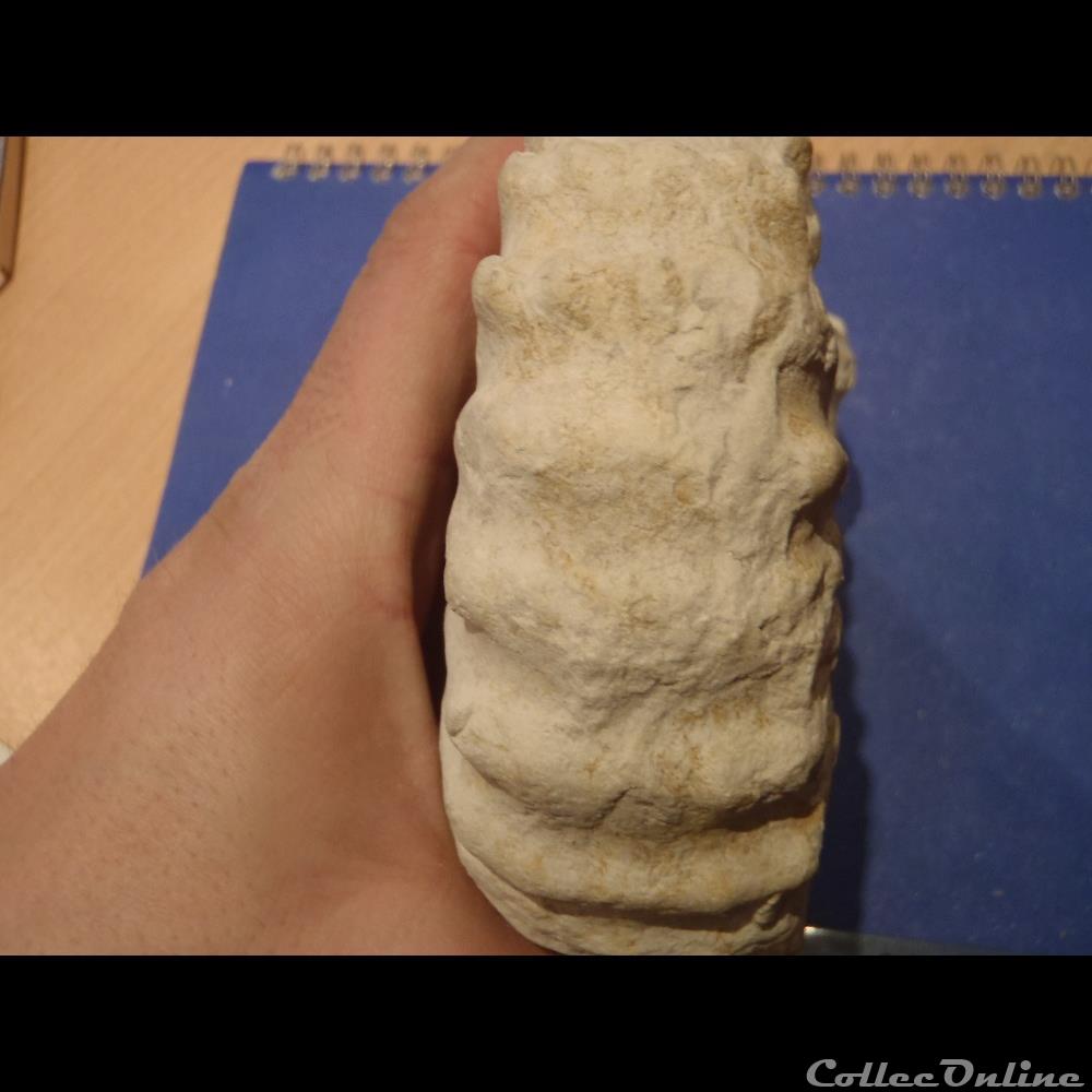 coquillage fossile invertebre acanthoceras