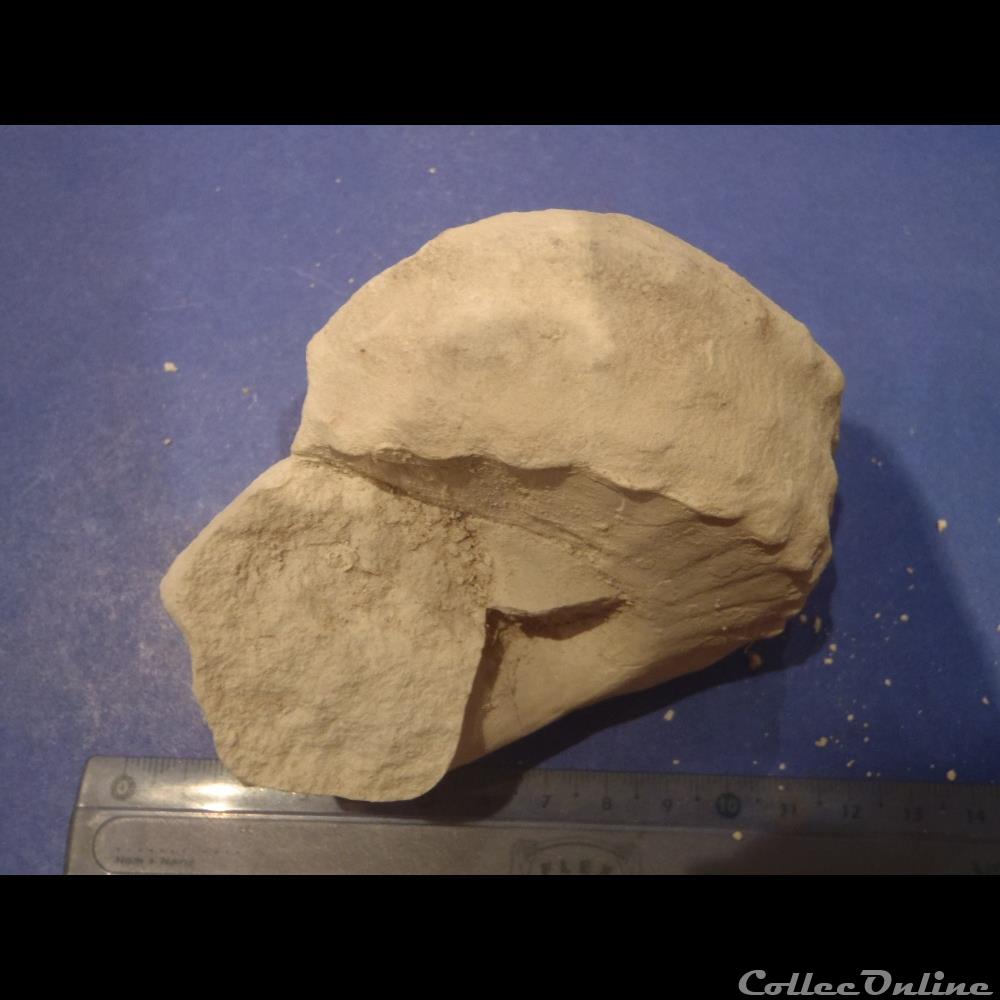 Turrilites sp. coquillage fossile turrilites sp