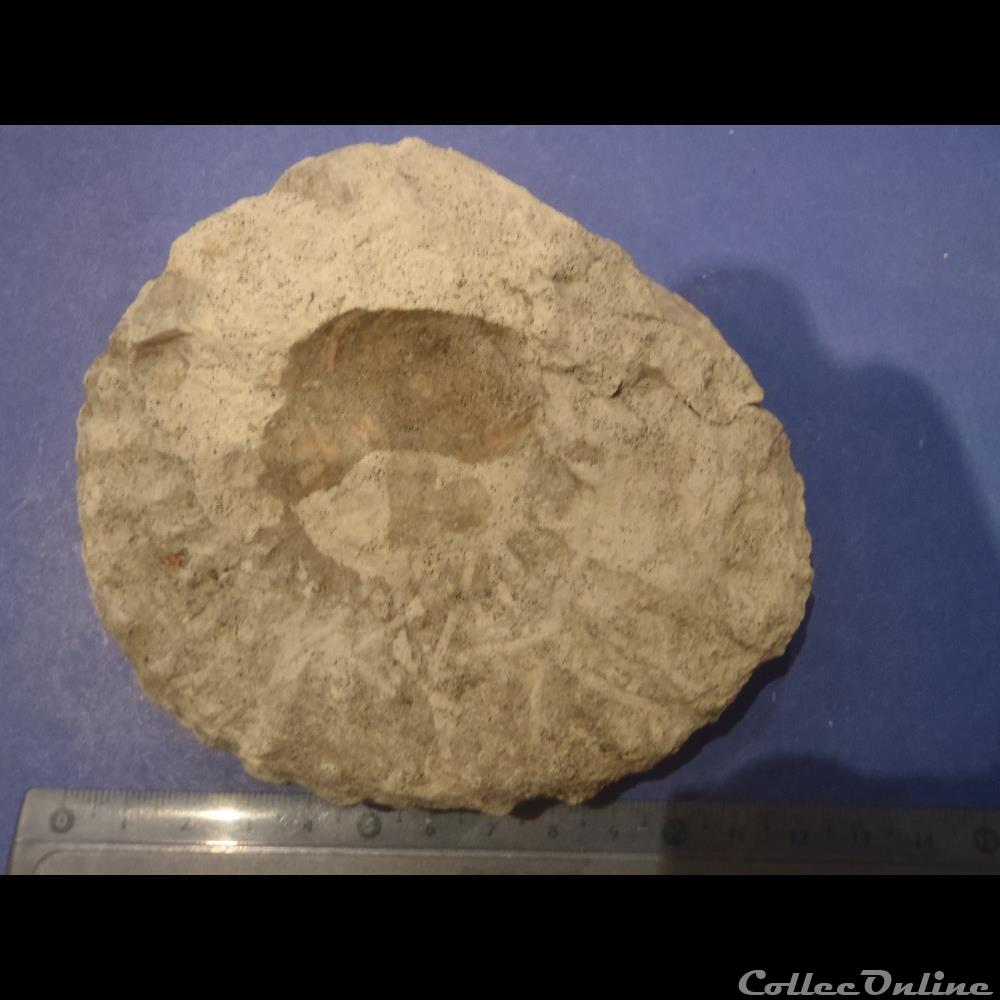 Mantelliceras mantelli 2 coquillage fossile invertebre mantelliceras mantelli