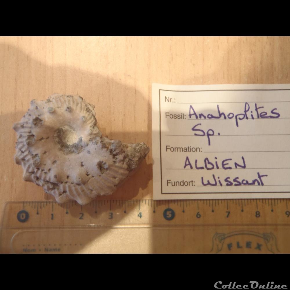 Anahoplites sp. coquillage fossile invertebre anahoplites sp
