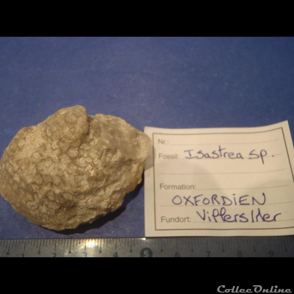 coquillage fossile invertebre isastrea sp