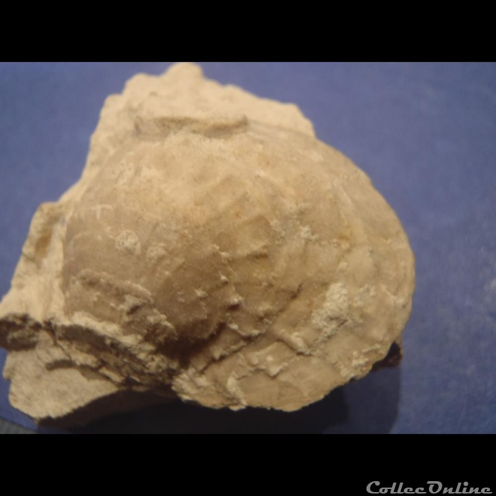 coquillage fossile invertebre indetermine