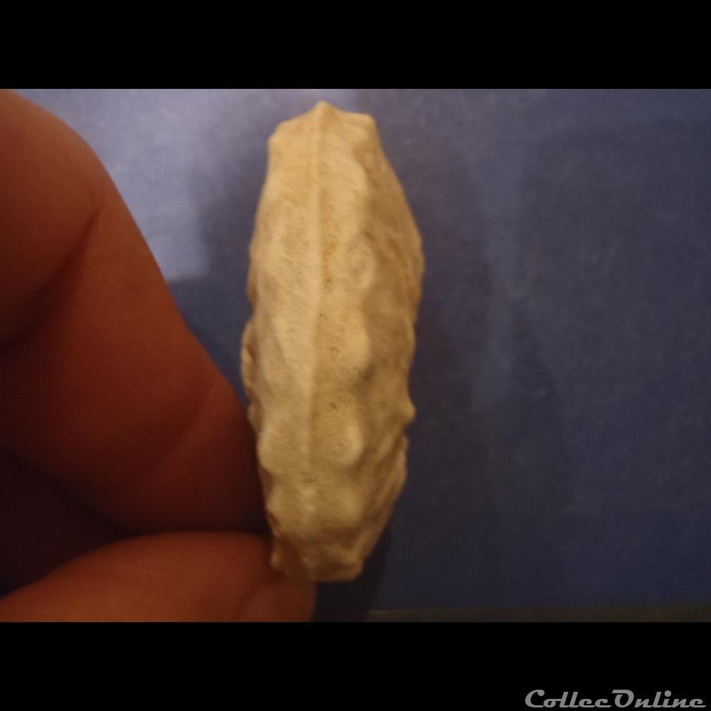 Schloenbachia varians 3 coquillage fossile schloenbachia varians