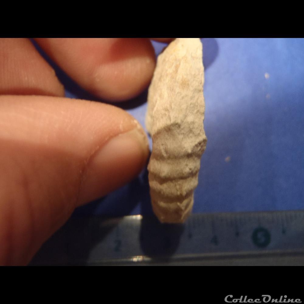 Mantelliceras mantelli coquillage fossile invertebre mantelliceras mantelli