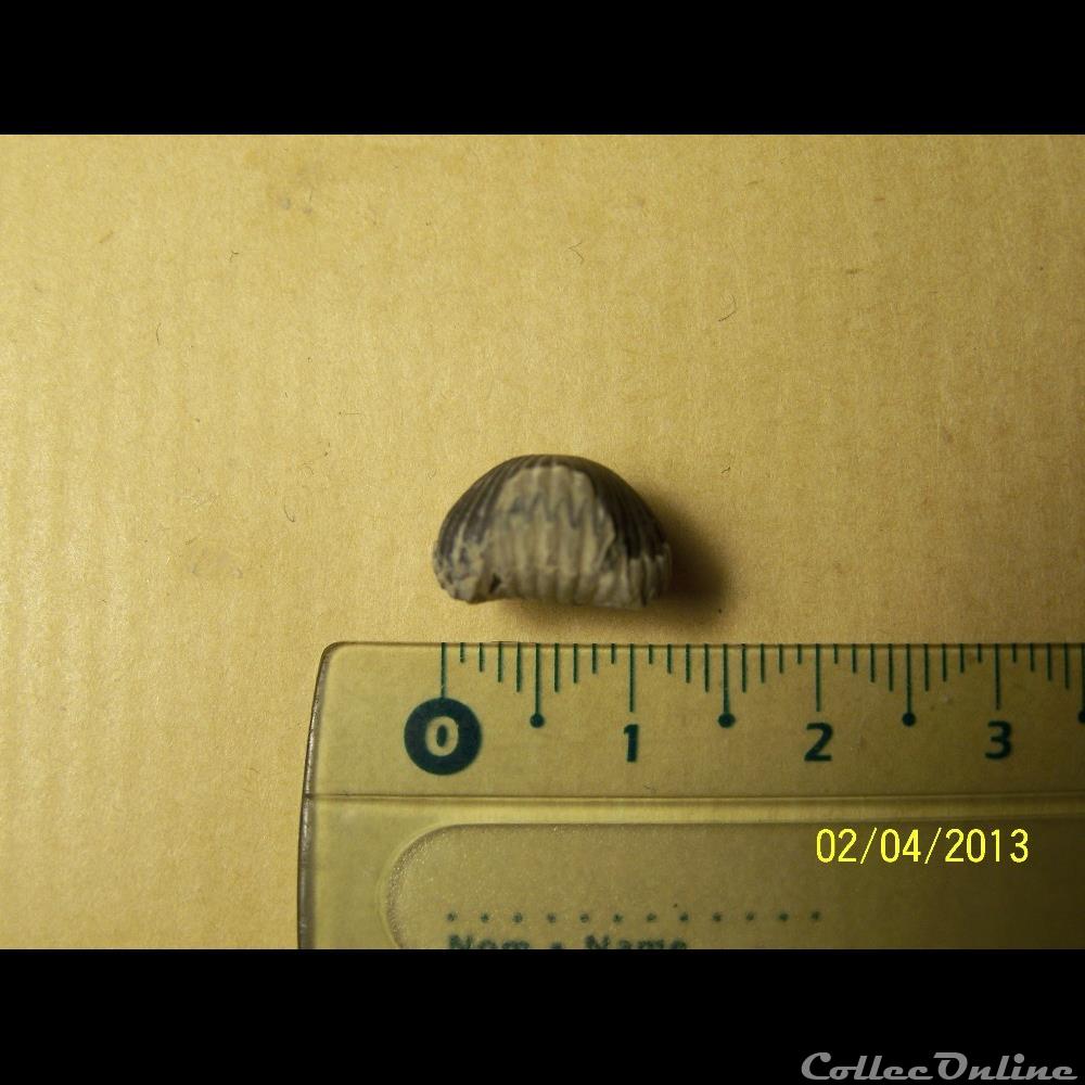 bivalves indéterminés 3 coquillage fossile invertebre bivalves indetermines 3