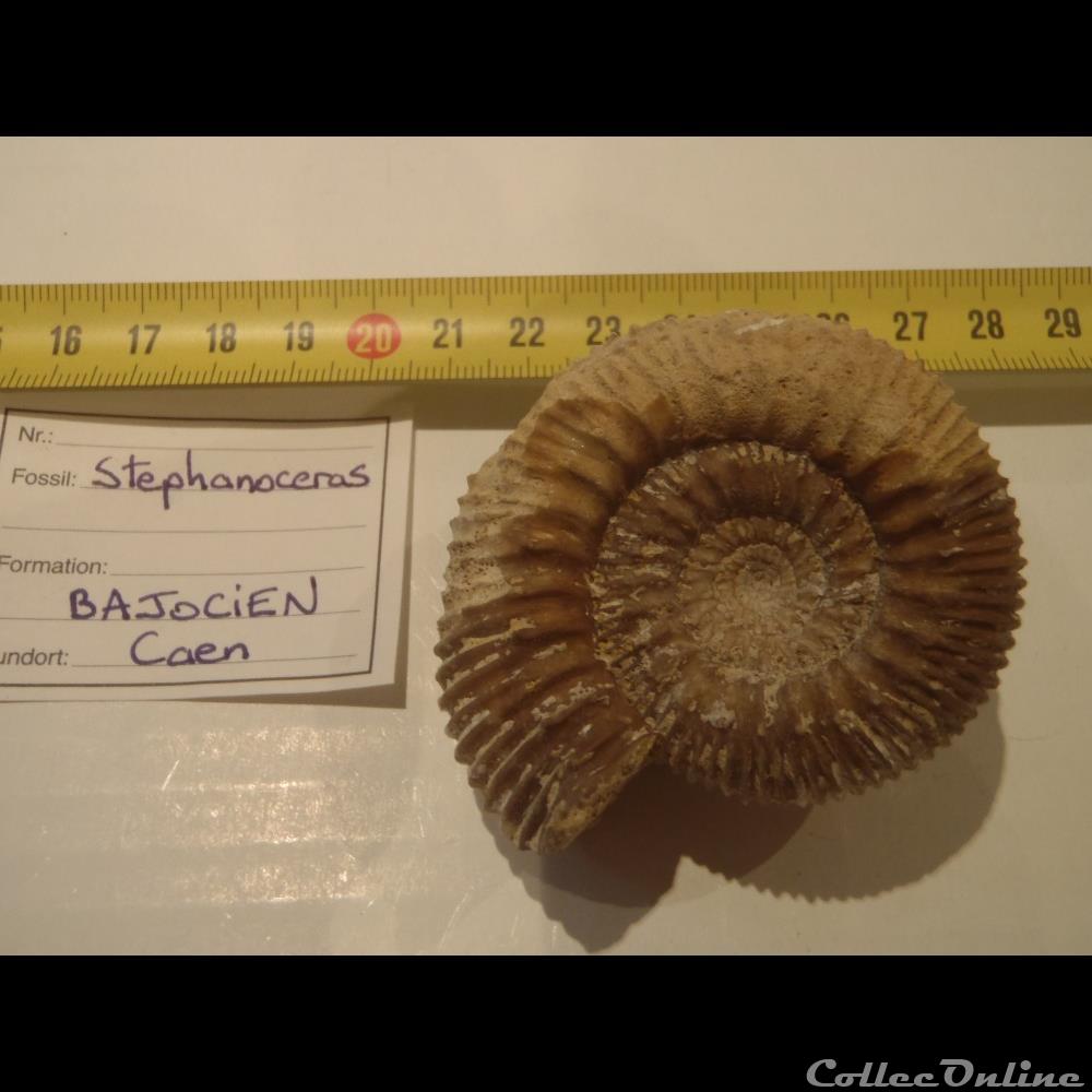 Stephanoceras coquillage fossile stephanoceras