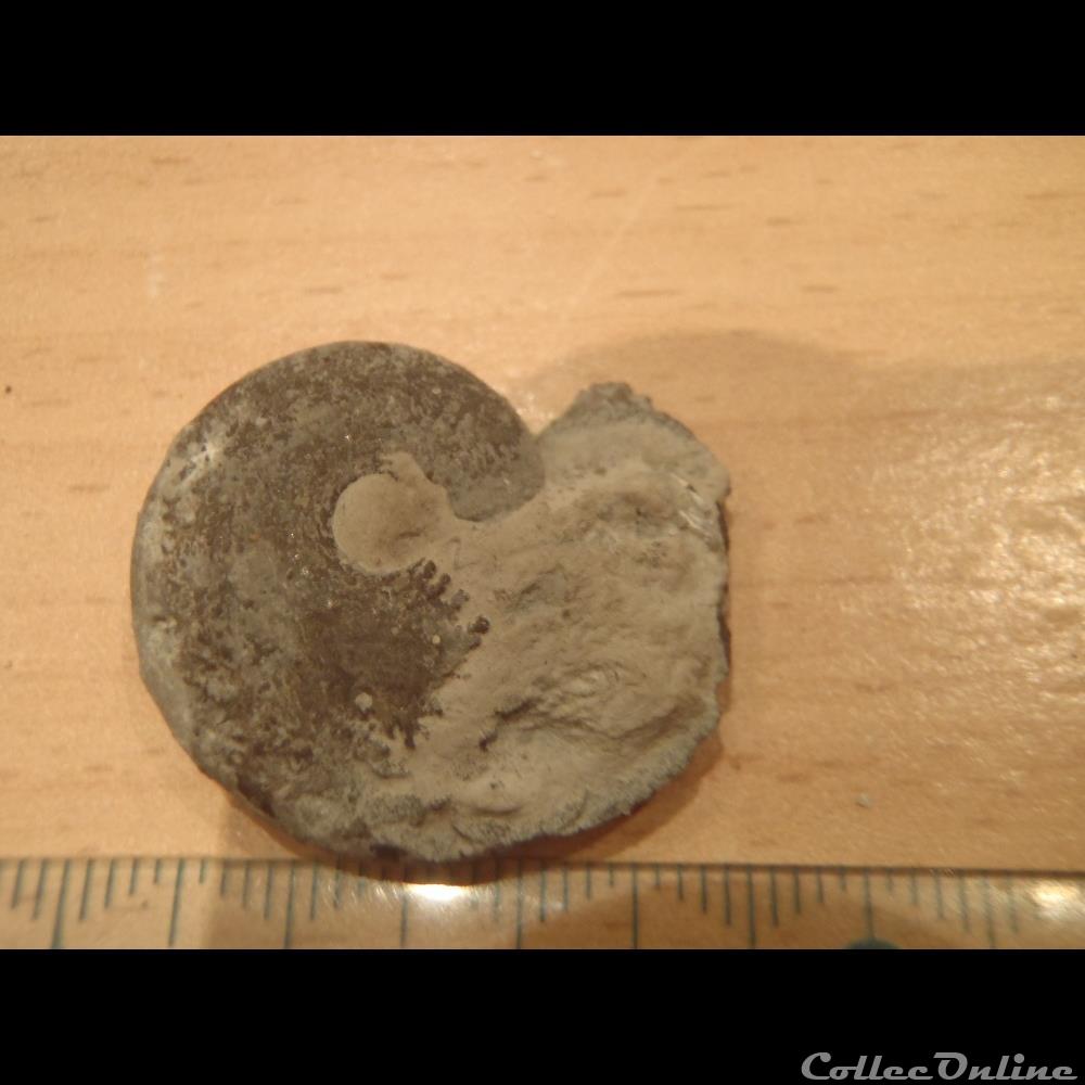 Beudanticeras beudanti 2 coquillage fossile invertebre beudanticeras beudanti