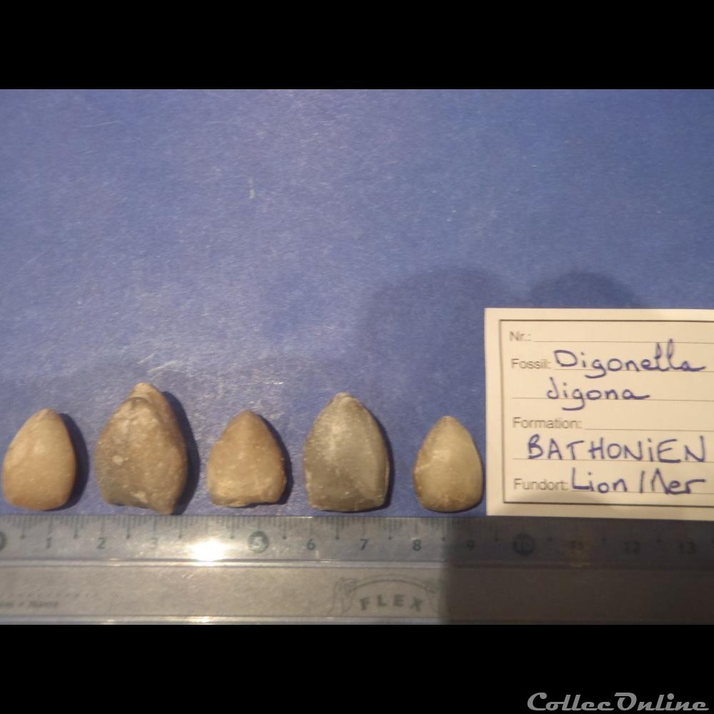 Digonella digona coquillage fossile invertebre digonella digona