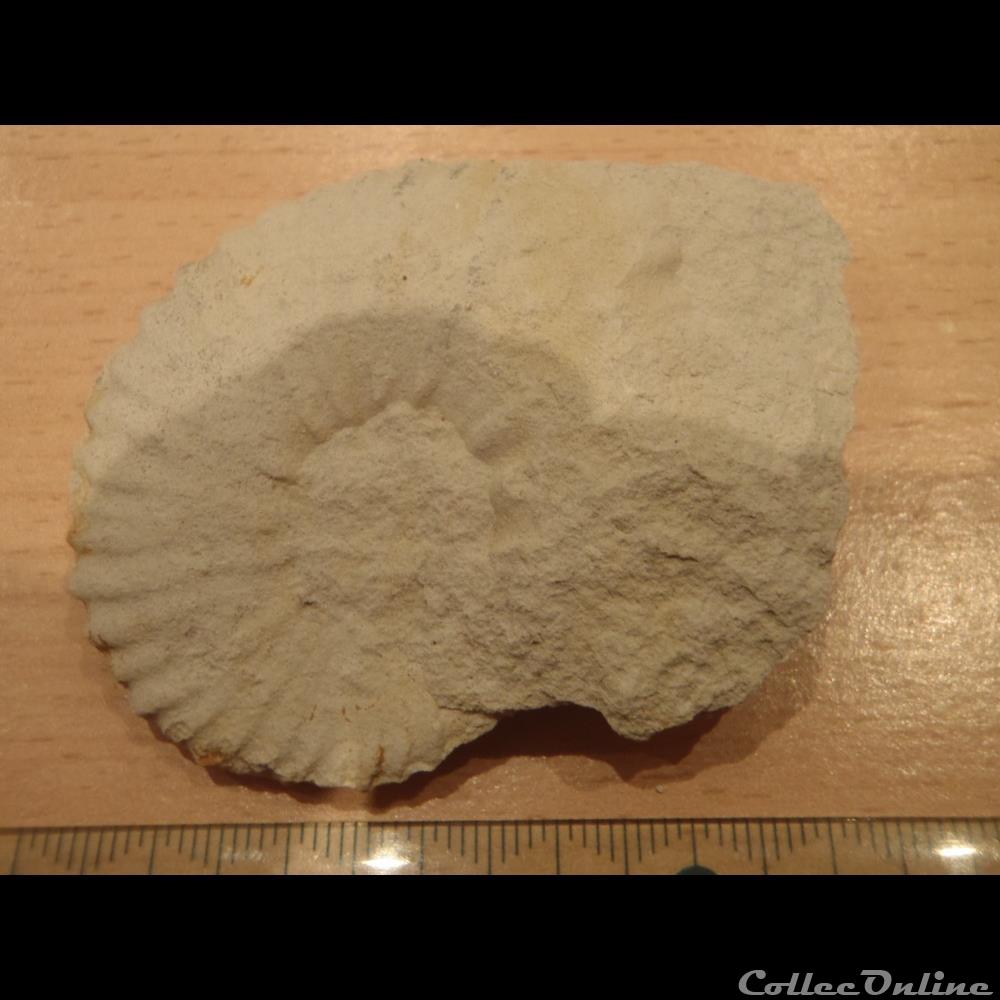Mantelliceras mantelli coquillage fossile invertebre mantelliceras mantelli