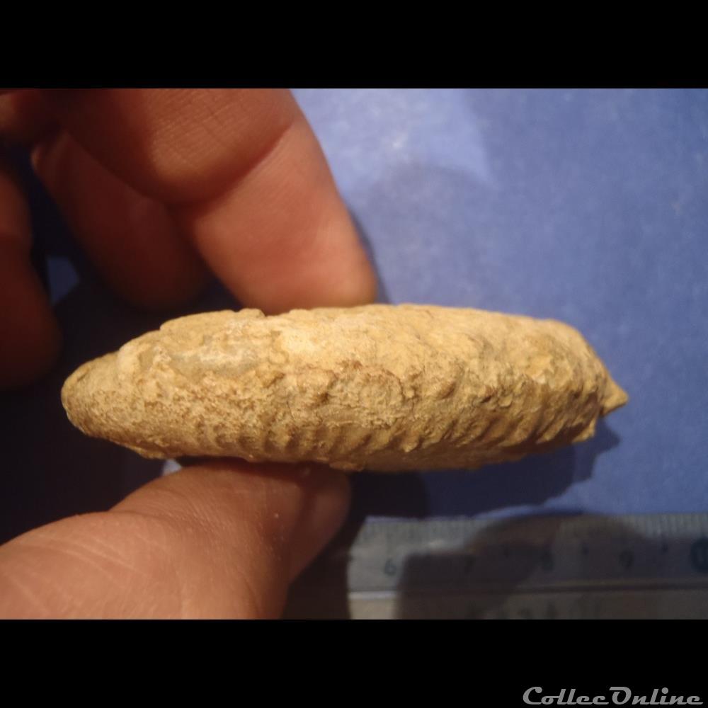 coquillage fossile taramelliceras