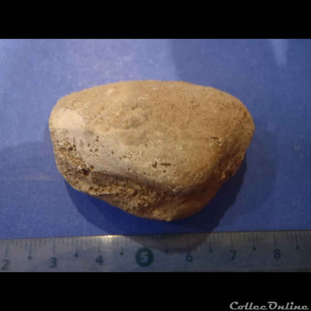 coquillage fossile invertebre bivalve indetermine