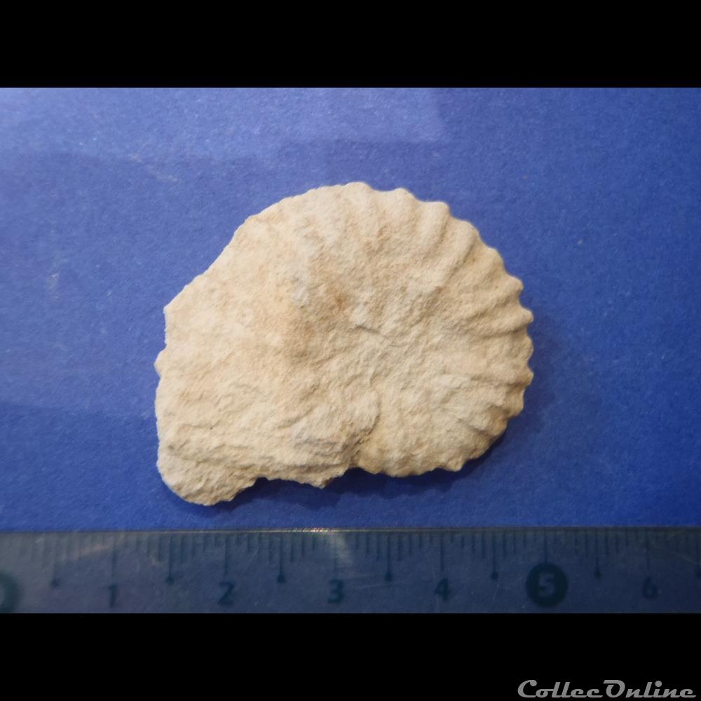 Mantelliceras mantelli coquillage fossile invertebre mantelliceras mantelli