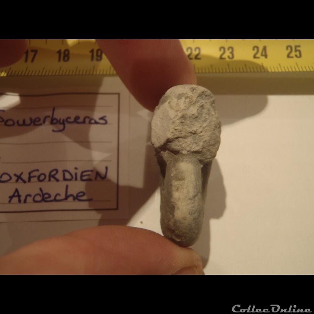 Sowerbyceras coquillage fossile invertebre sowerbyceras