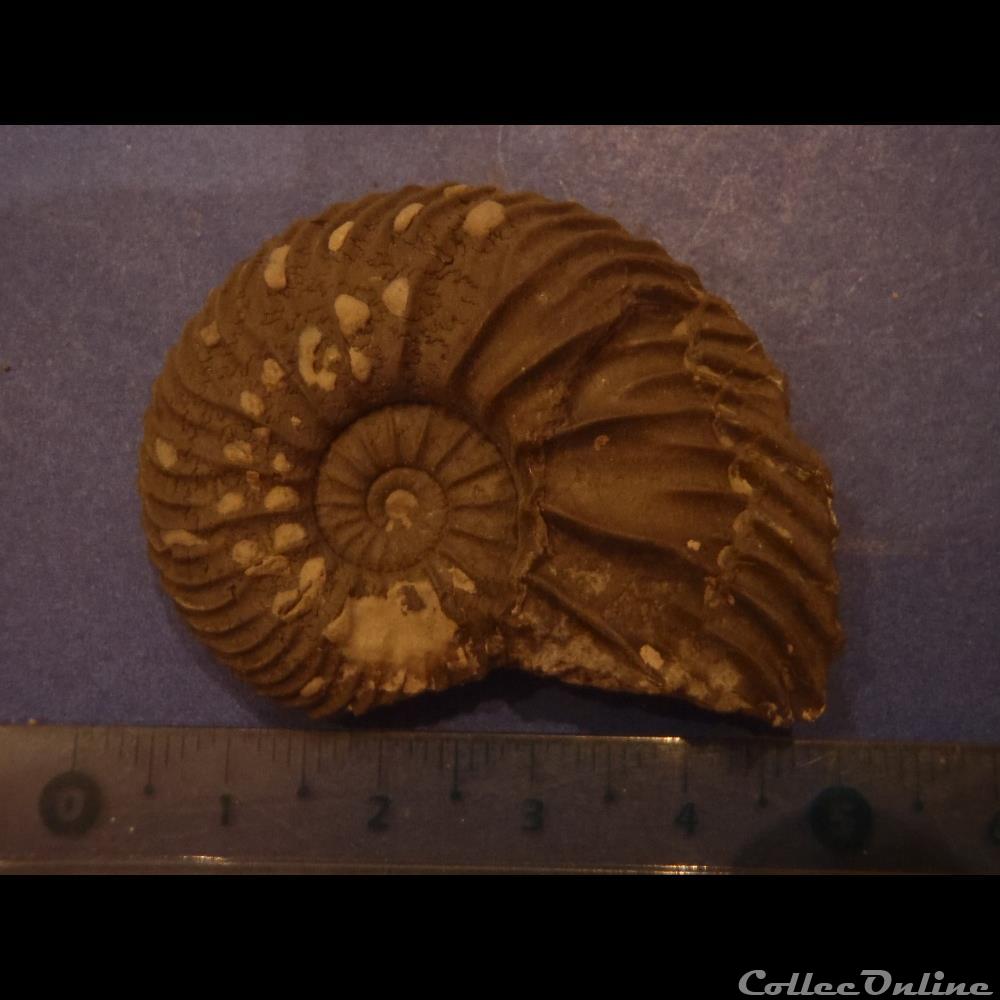 coquillage fossile invertebre indetermine