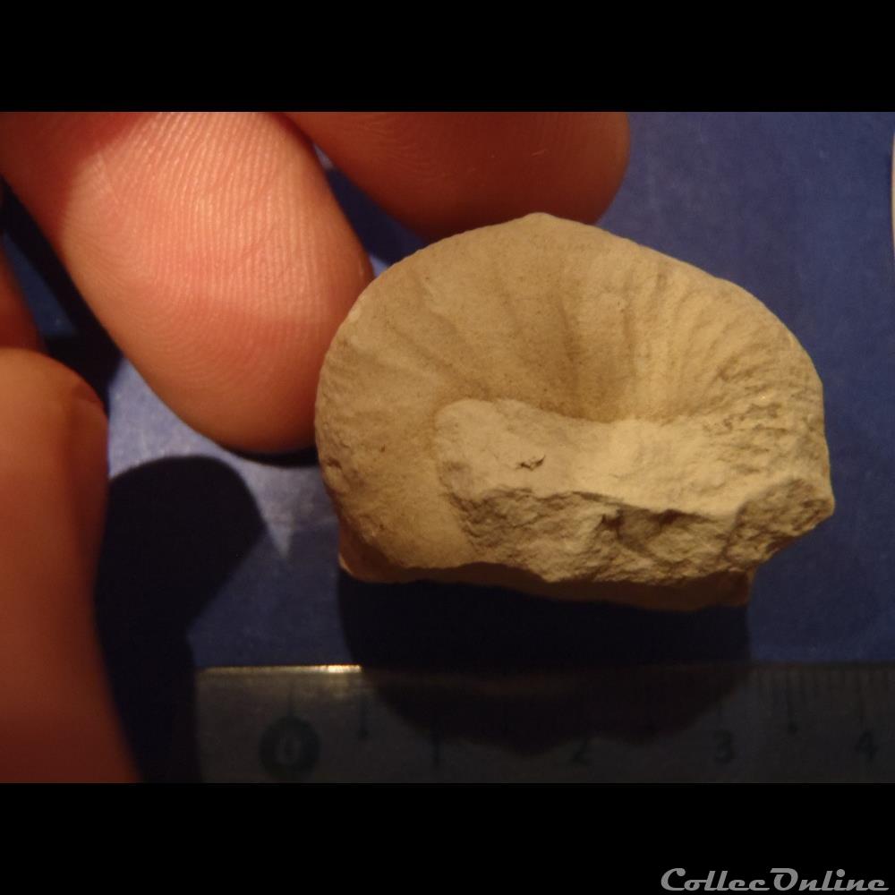 Scaphites aequalis 2 coquillage fossile invertebre scaphites aequalis
