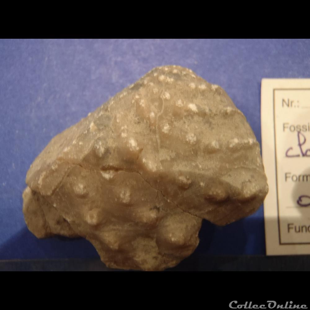 Myophorella clavellata 3 coquillage fossile invertebre myophorella clavellata