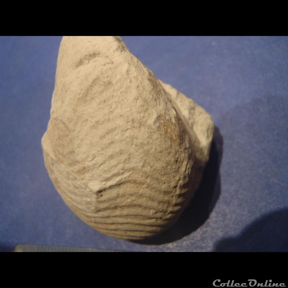 coquillage fossile invertebre cymatoceras