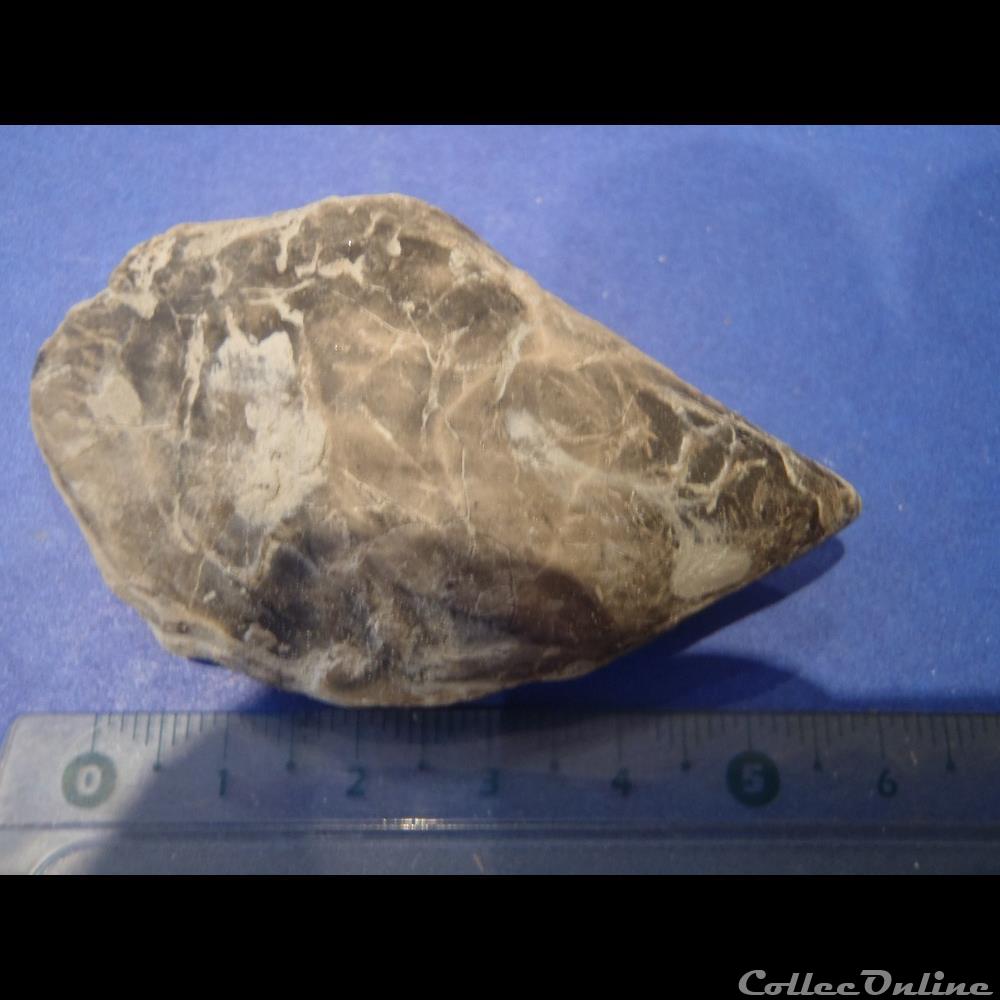 coquillage fossile invertebre isognomon promytliloides