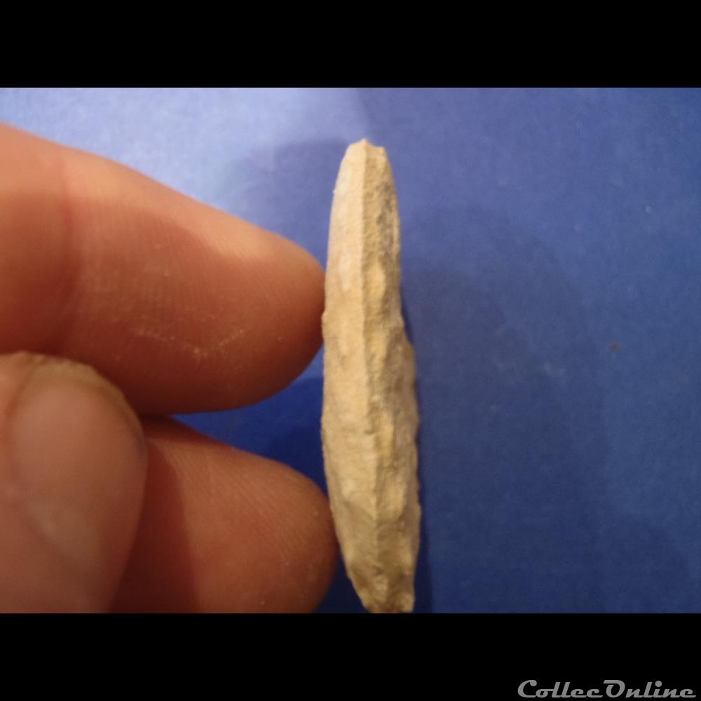 Schloenbachia varians 2 coquillage fossile invertebre schloenbachia varians
