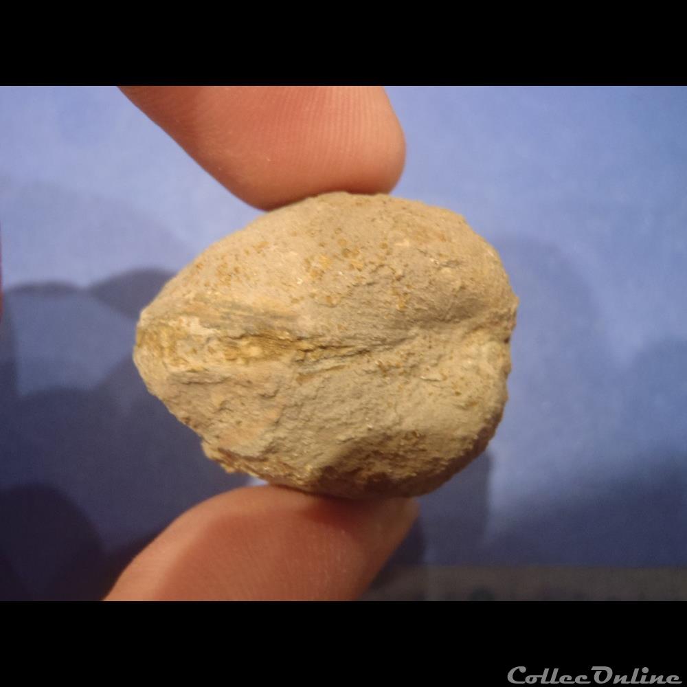 coquillage fossile invertebre bivalve indetermine