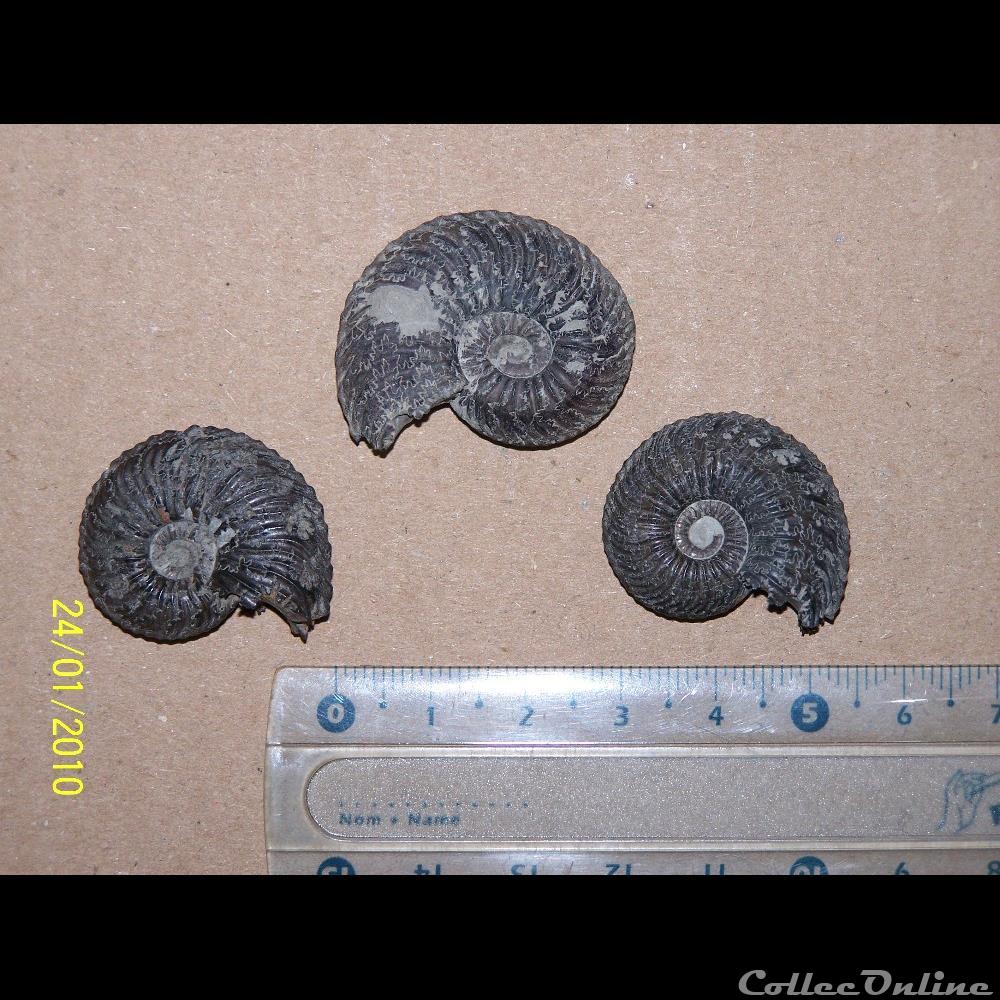 coquillage fossile invertebre cardioceras spe