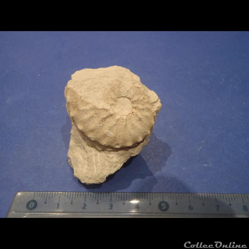 Schloenbachia varians coquillage fossile invertebre schloenbachia varians