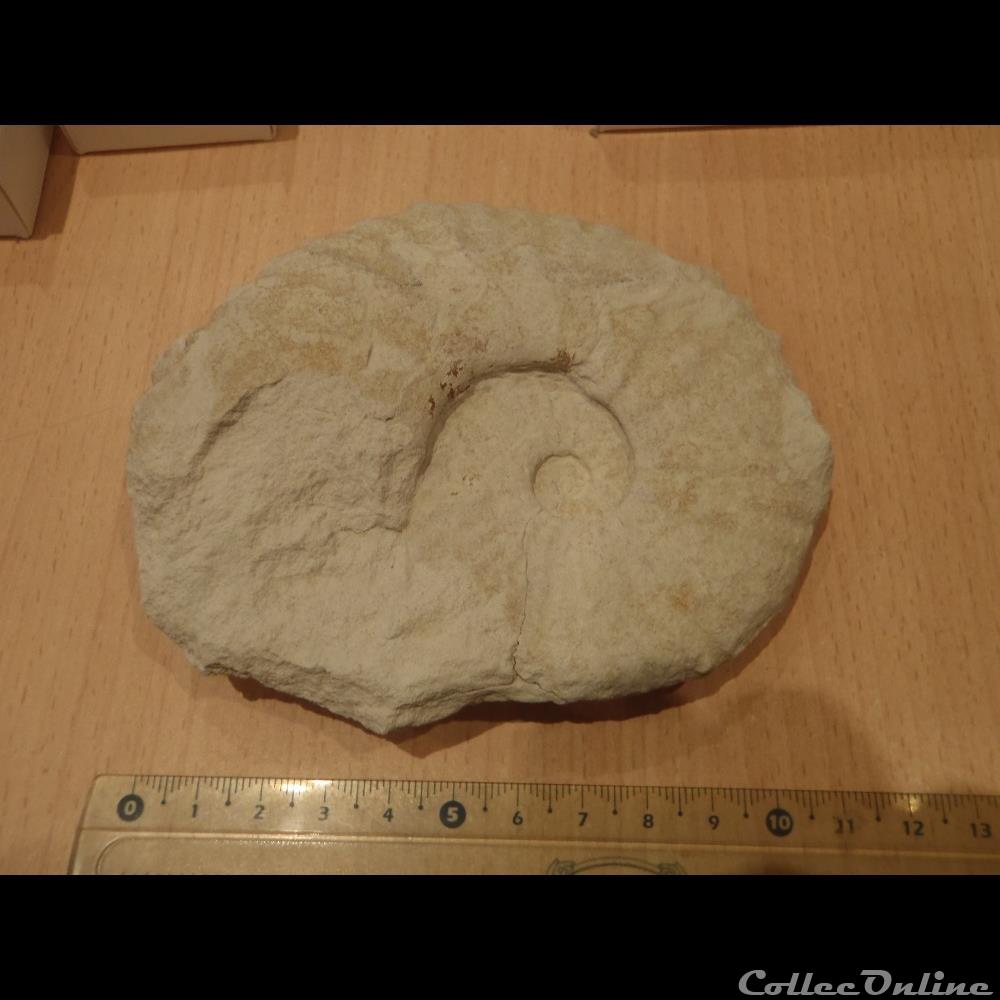 Schloenbachia varians coquillage fossile invertebre schloenbachia varians