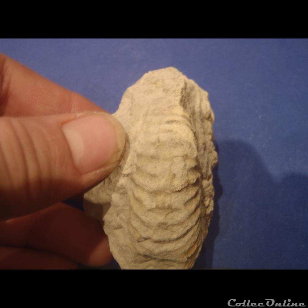 Mantelliceras mantelli 2 coquillage fossile invertebre mantelliceras mantelli