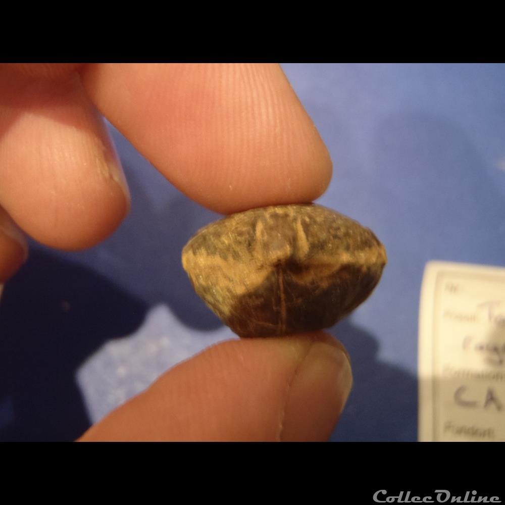 coquillage fossile thorquirynchia royeriana