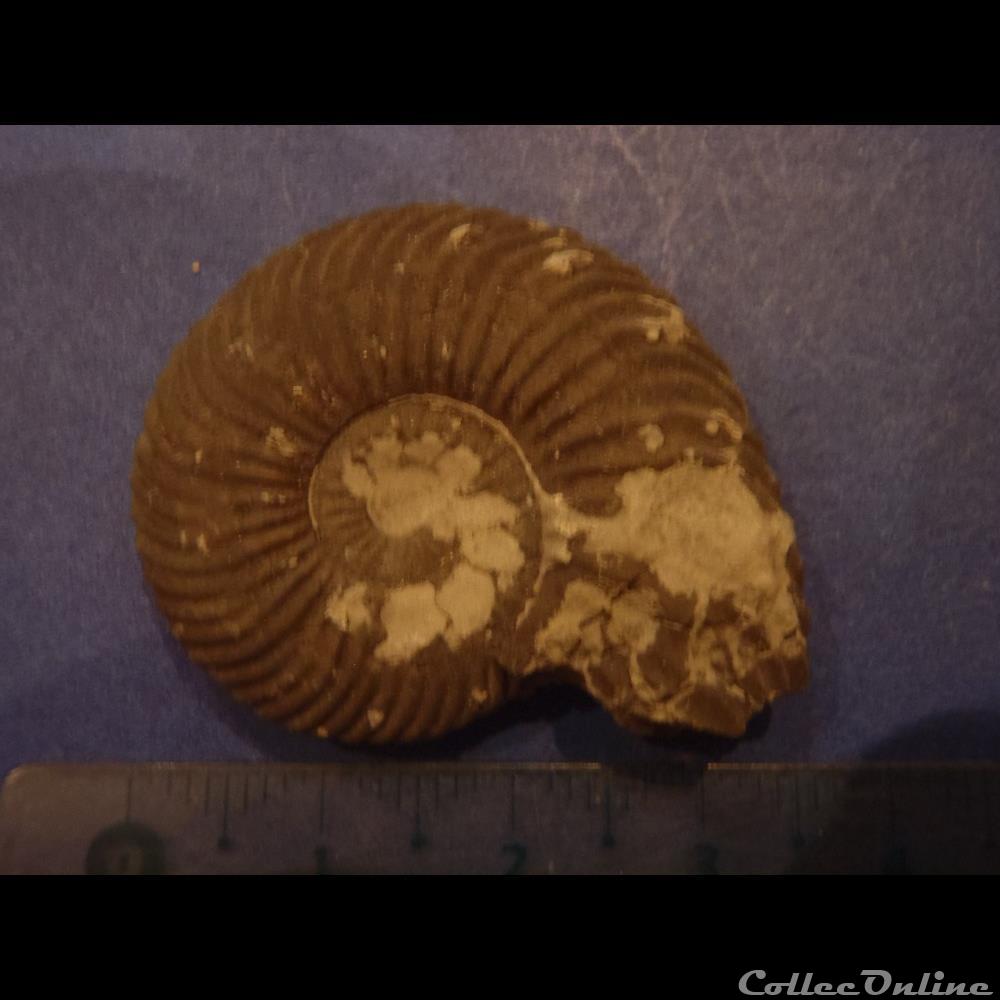 coquillage fossile indetermine
