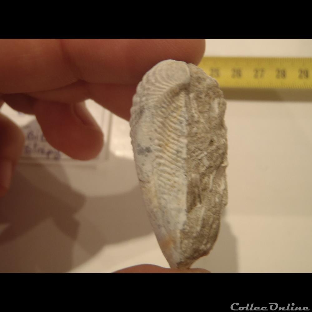 Trigonia elisae 2 coquillage fossile invertebre trigonia elisae