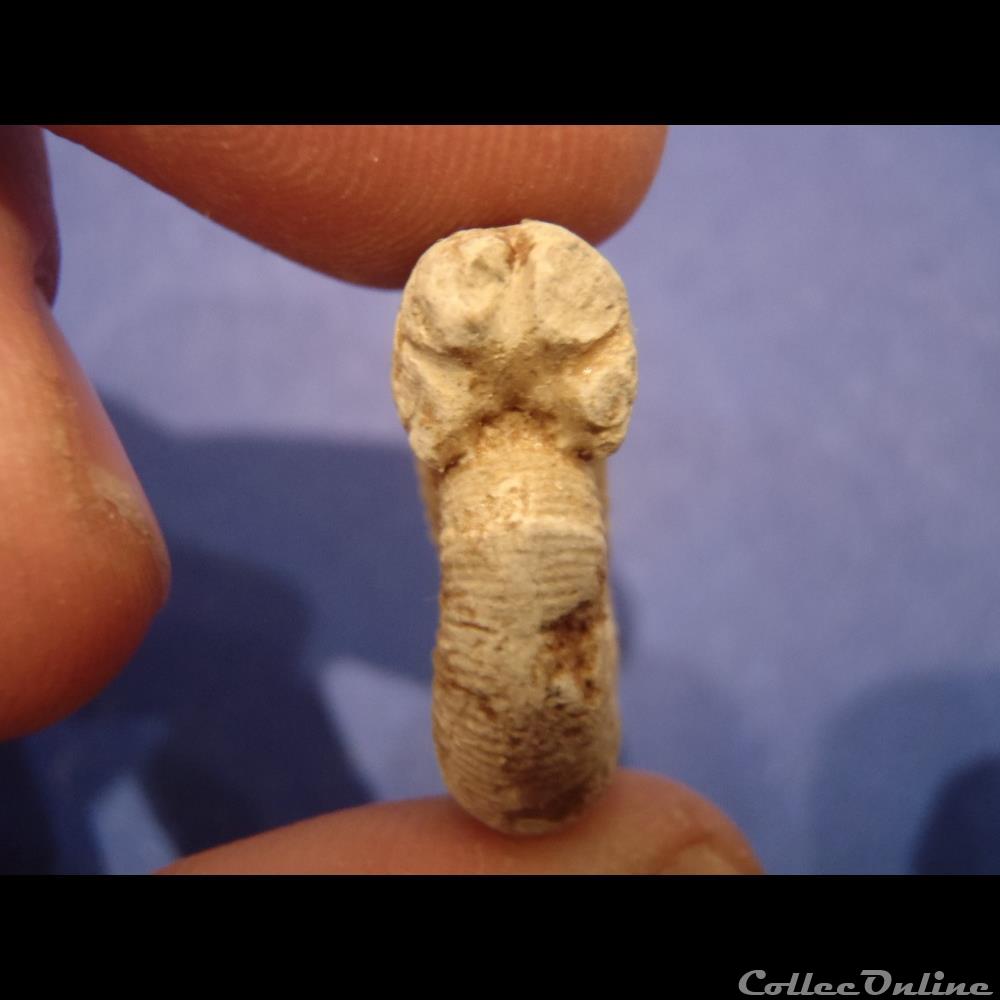 Perisphinctes sp. 4 coquillage fossile invertebre perisphinctes sp