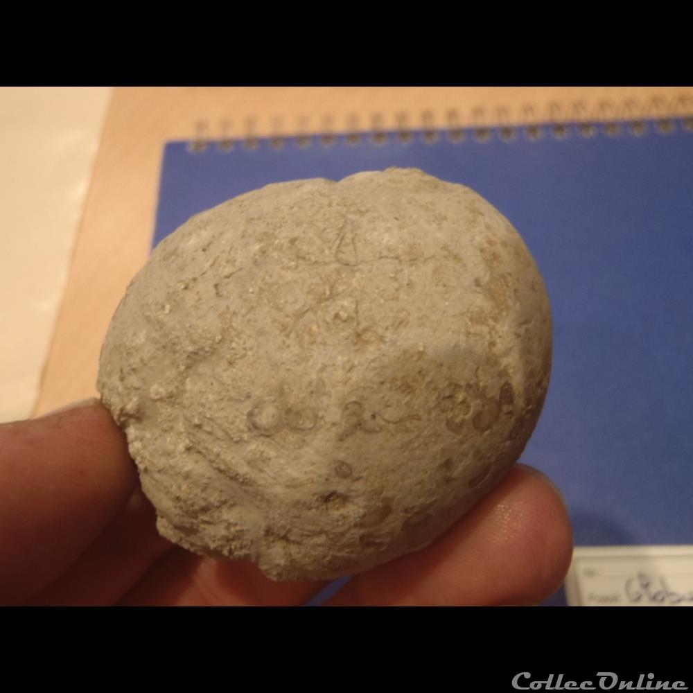 coquillage fossile globularia hemisphaerica