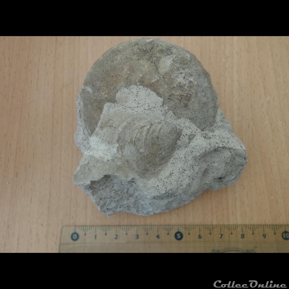 Schloenbachia varians coquillage fossile invertebre schloenbachia varians