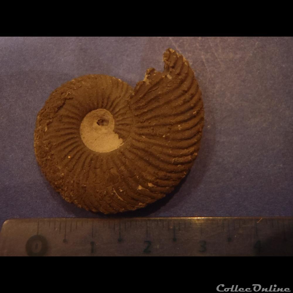 coquillage fossile invertebre indetermine