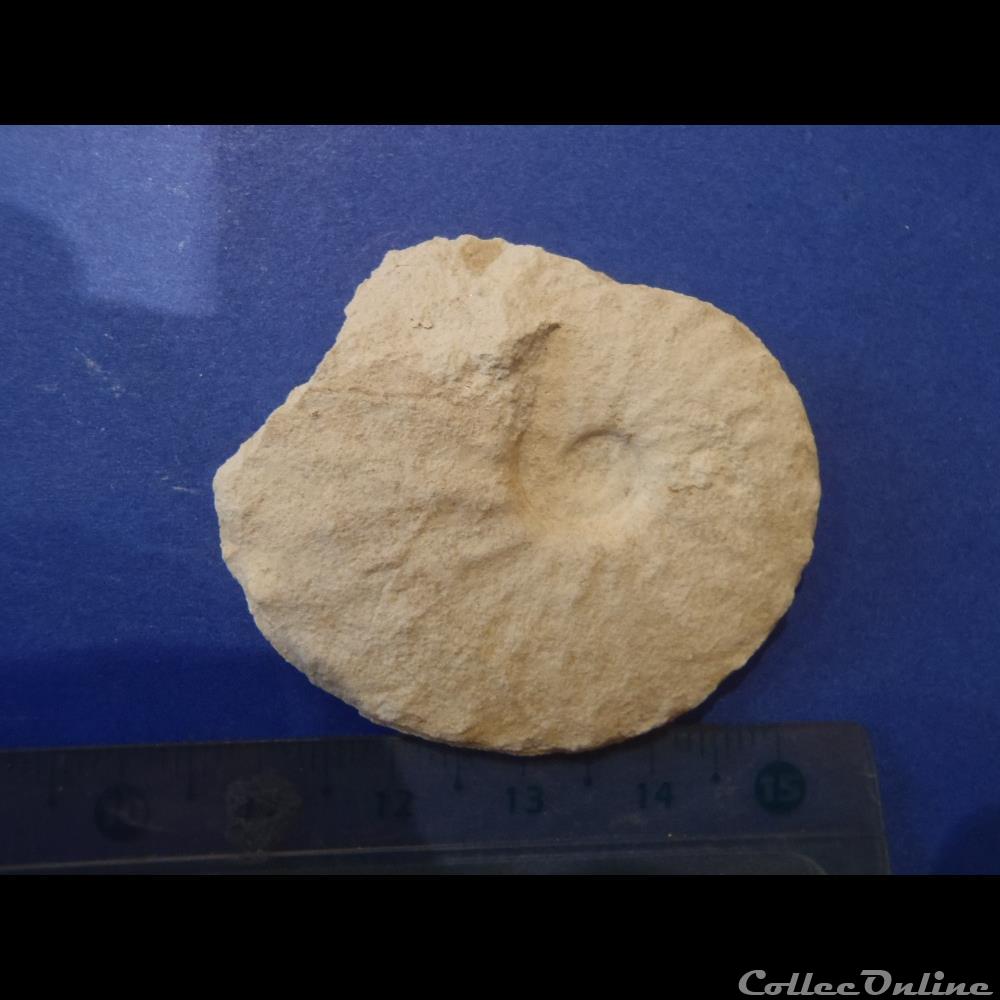 Schloenbachia varians coquillage fossile invertebre schloenbachia varians