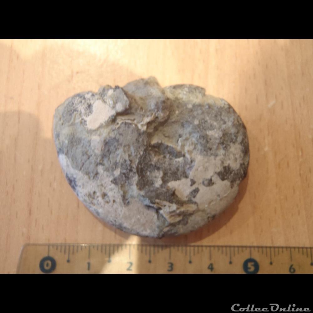Ammonite indéterminée 2 coquillage fossile invertebre ammonite indeterminee 2