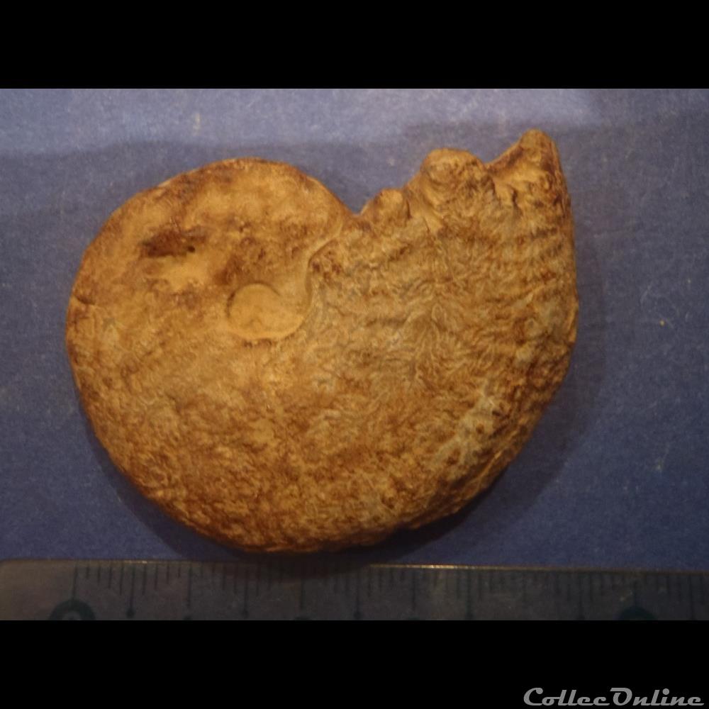 coquillage fossile invertebre taramelliceras