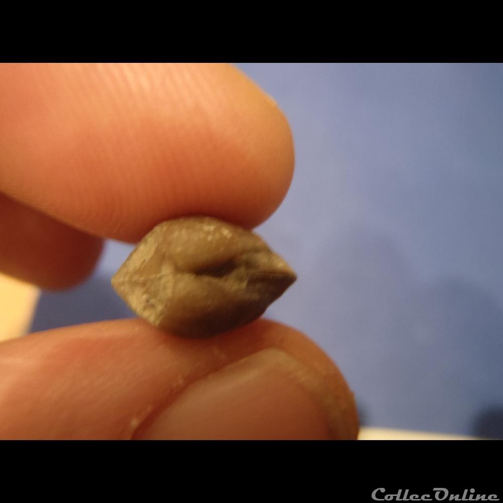 coquillage fossile invertebre nuculoma pollux