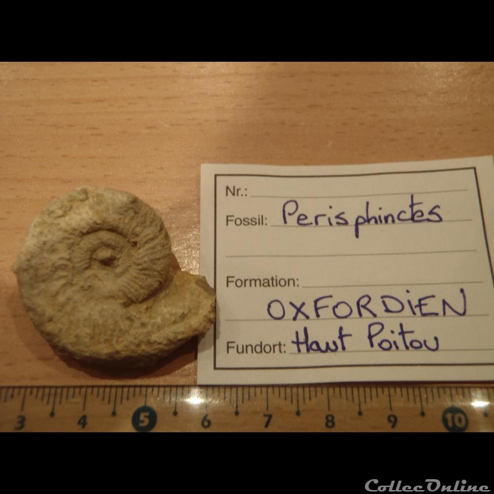 Perisphinctes sp. coquillage fossile invertebre perisphinctes sp