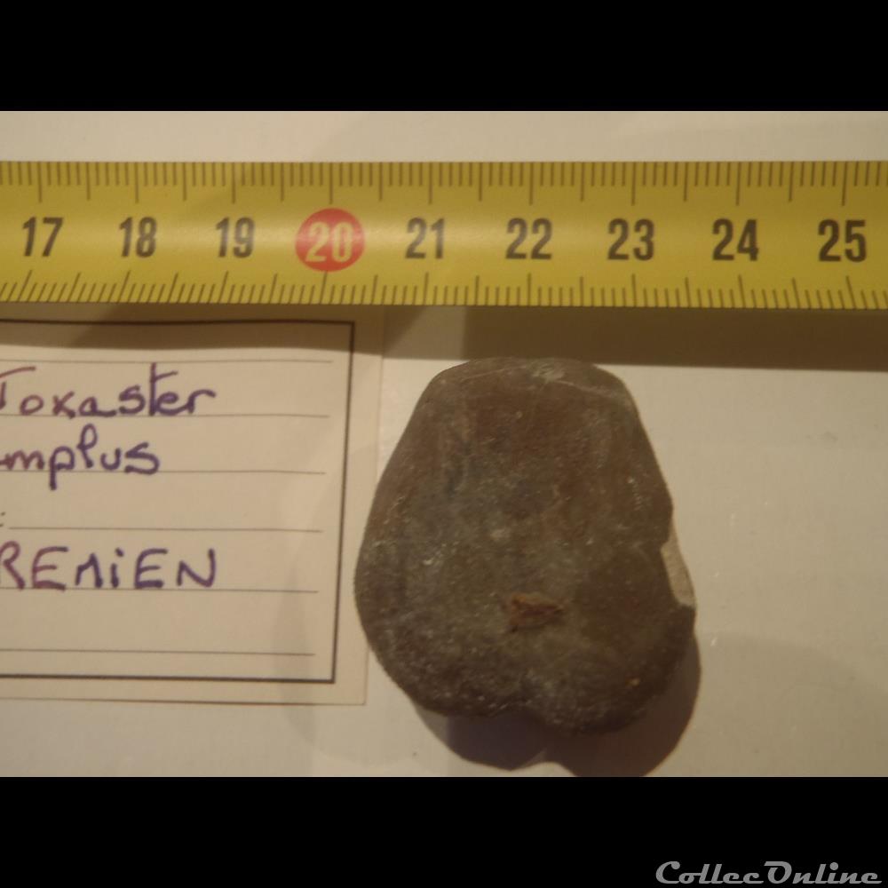 Toxaster amplus 2 coquillage fossile invertebre toxaster amplus