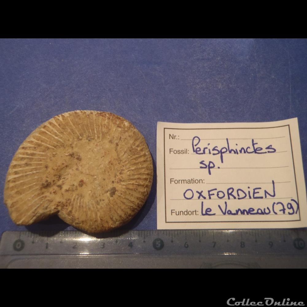 Perisphinctes sp. coquillage fossile invertebre perisphinctes sp