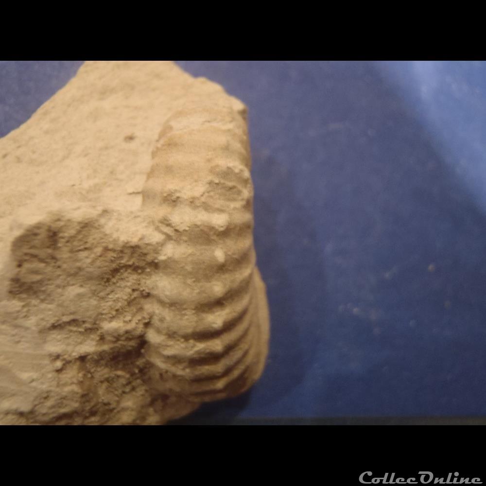 Mantelliceras mantelli 2 coquillage fossile invertebre mantelliceras mantelli