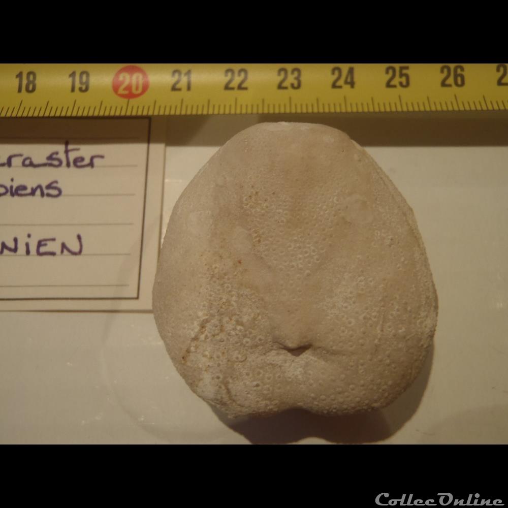 Micraster decipiens 3 coquillage fossile invertebre micraster decipiens