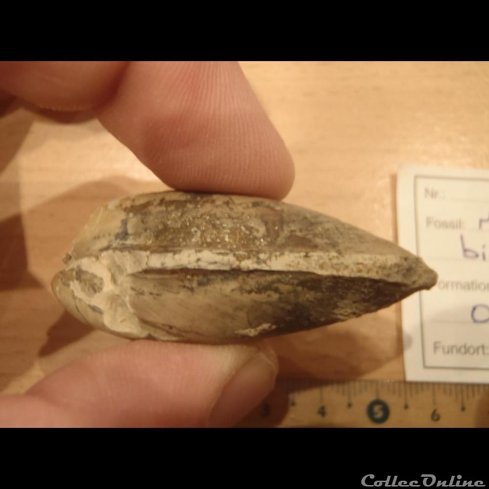 Modiolus bipartitus 2 coquillage fossile invertebre modiolus bipartitus
