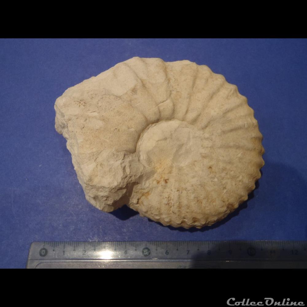 coquillage fossile invertebre calycoceras