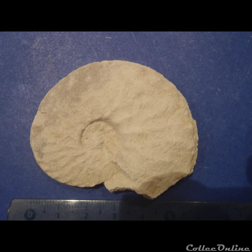 Schloenbachia varians 3 coquillage fossile invertebre schloenbachia varians