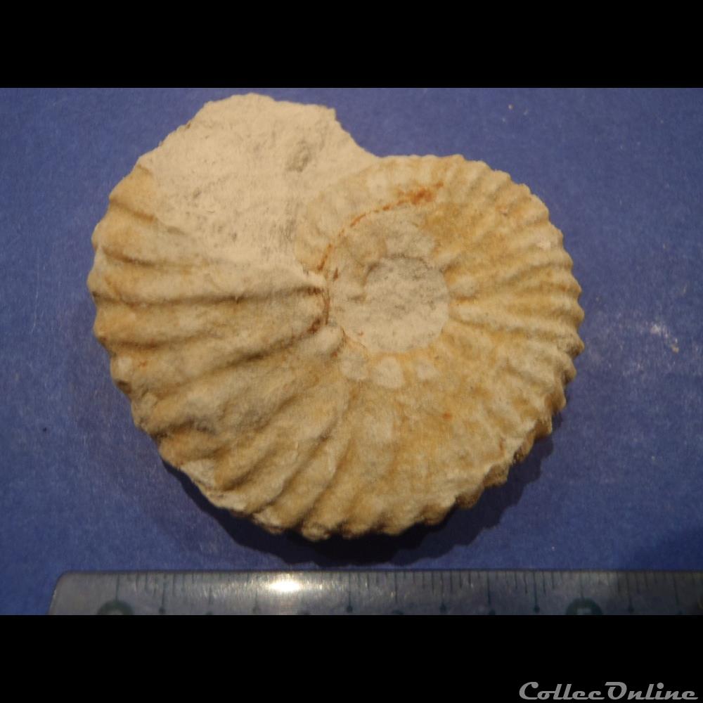 Mantelliceras mantelli 4 coquillage fossile invertebre mantelliceras mantelli